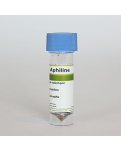 Aphiline Mix - Aphidius colemani + Aphidius ervi - Vial - 500 count