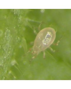 Bioline Starskii - Amblyseius Swirskii - Whitefly and Thrips Control