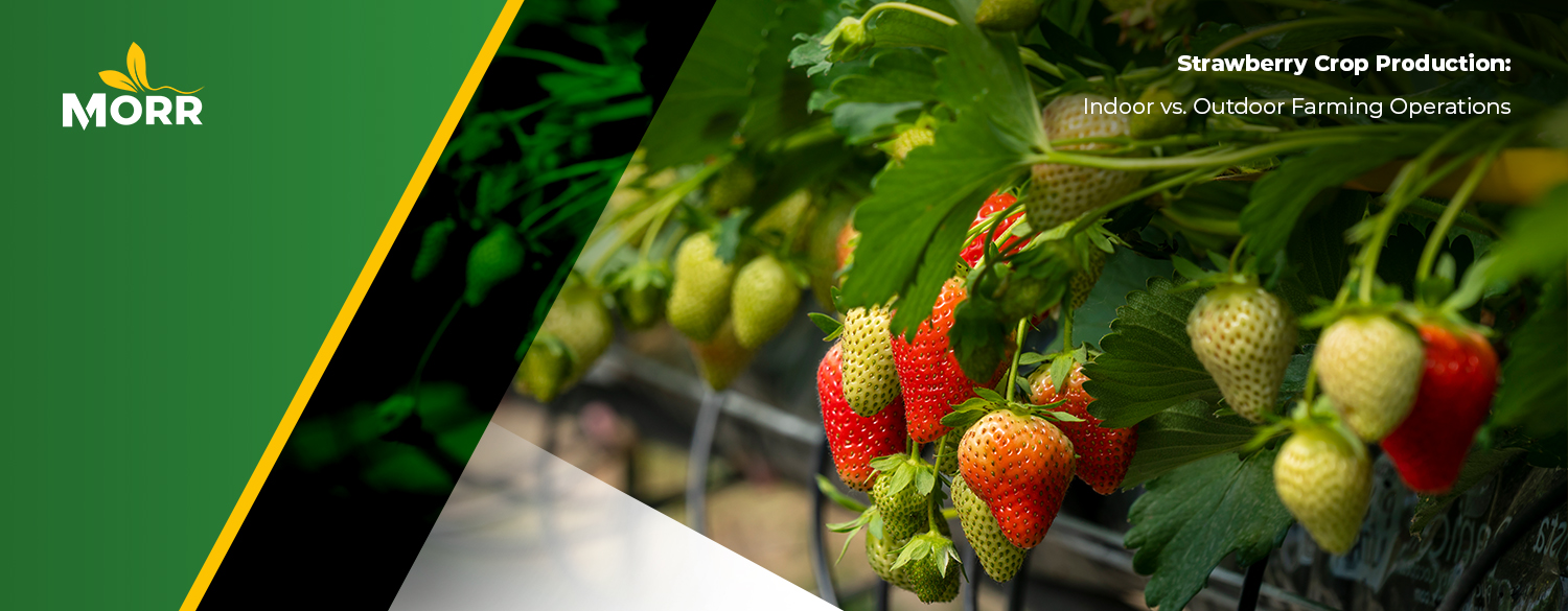 Strawberry Crop Production: Indoor vs. Outdoor Farming Operations