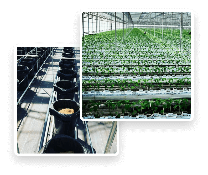 Automated Crop Production Systems